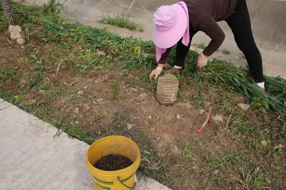 重庆抓蚯蚓违法吗,贵州四人抓蚯蚓被罚20万