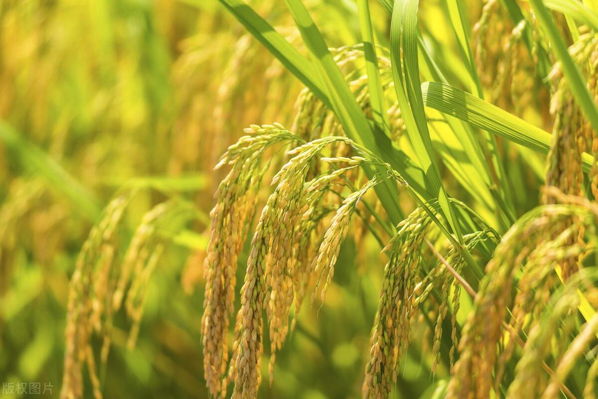 2023年三伏天是什么意思,2023年三伏天具体是哪天