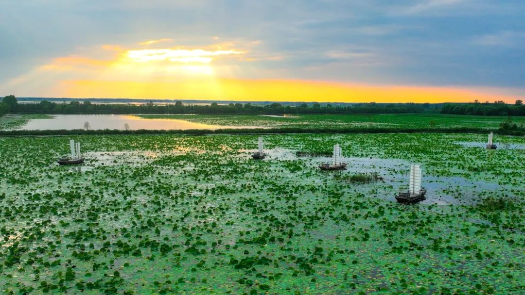 微山湖十万亩荷花竞相绽放,微山湖荷花美