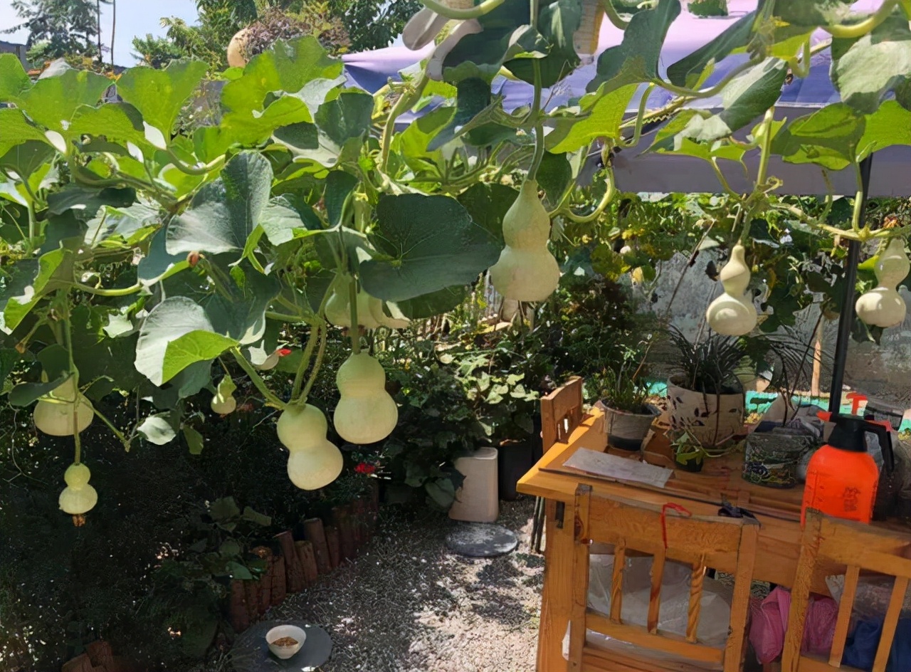 盆栽手捻葫芦种植时间和方法,室内种植手捻葫芦的最佳方法