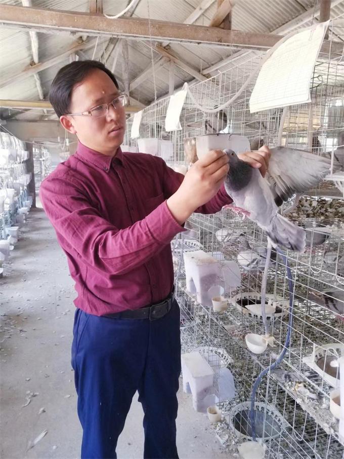 小鸽子大产业致富路,小鸽子铺就致富路