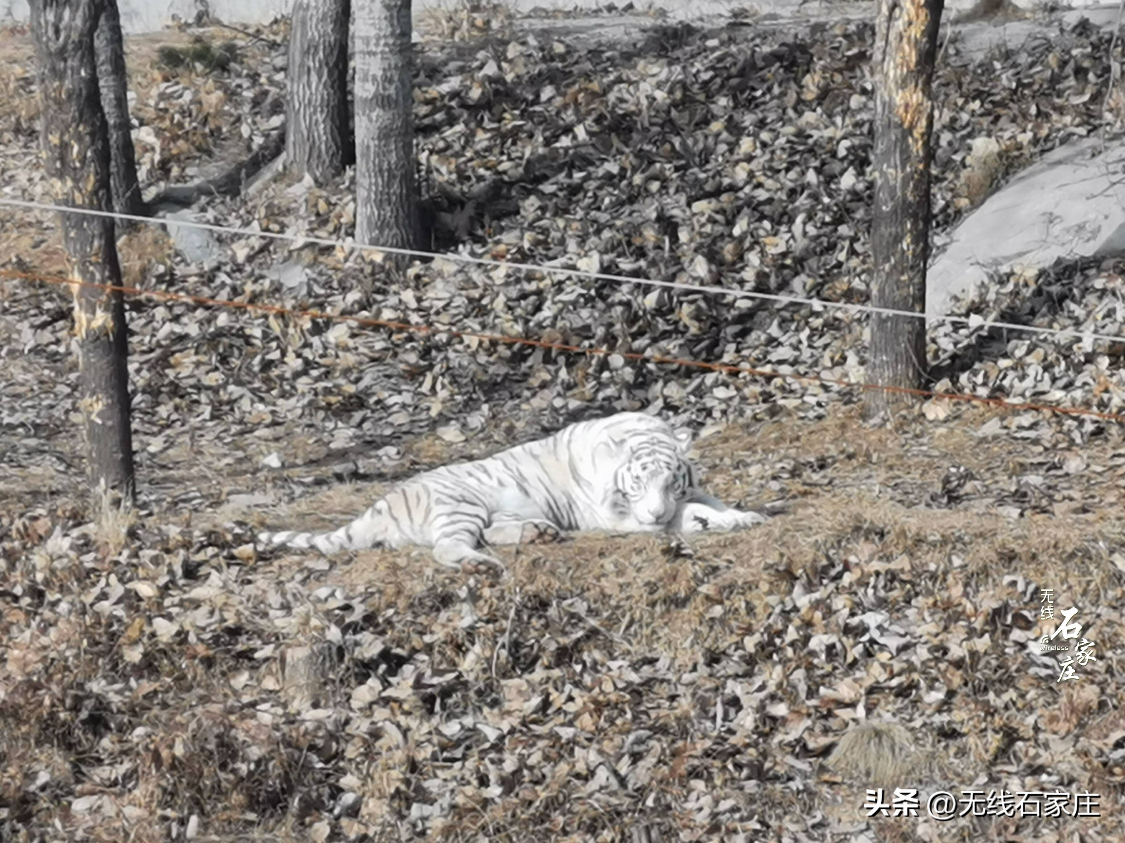 2022年石家庄动物园春节活动,石家庄动物园元宵节