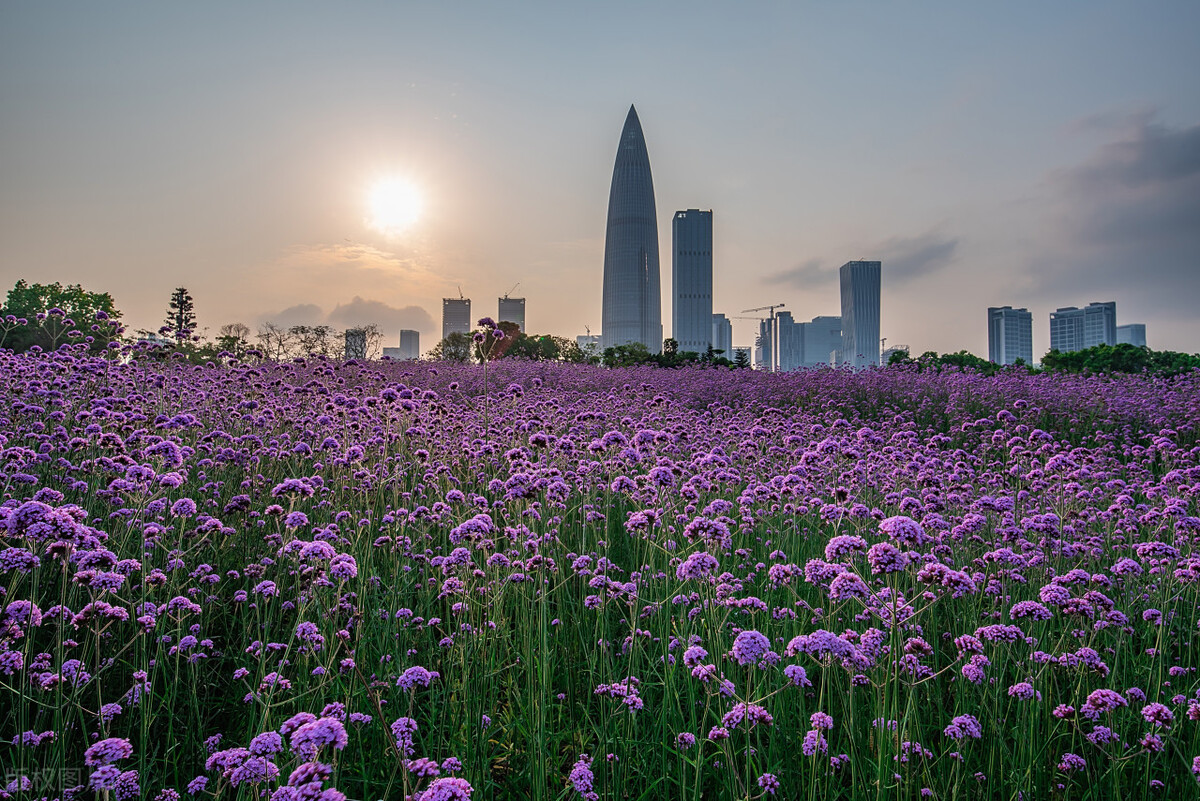 深圳湾公园为什么有海鸥呢,深圳湾公园有什么特点