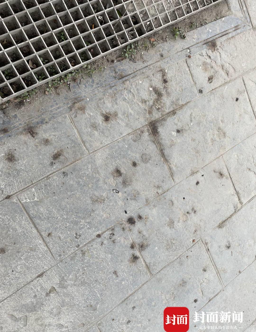 绿化树果子落地上很脏,洗不掉的植物污渍怎么办