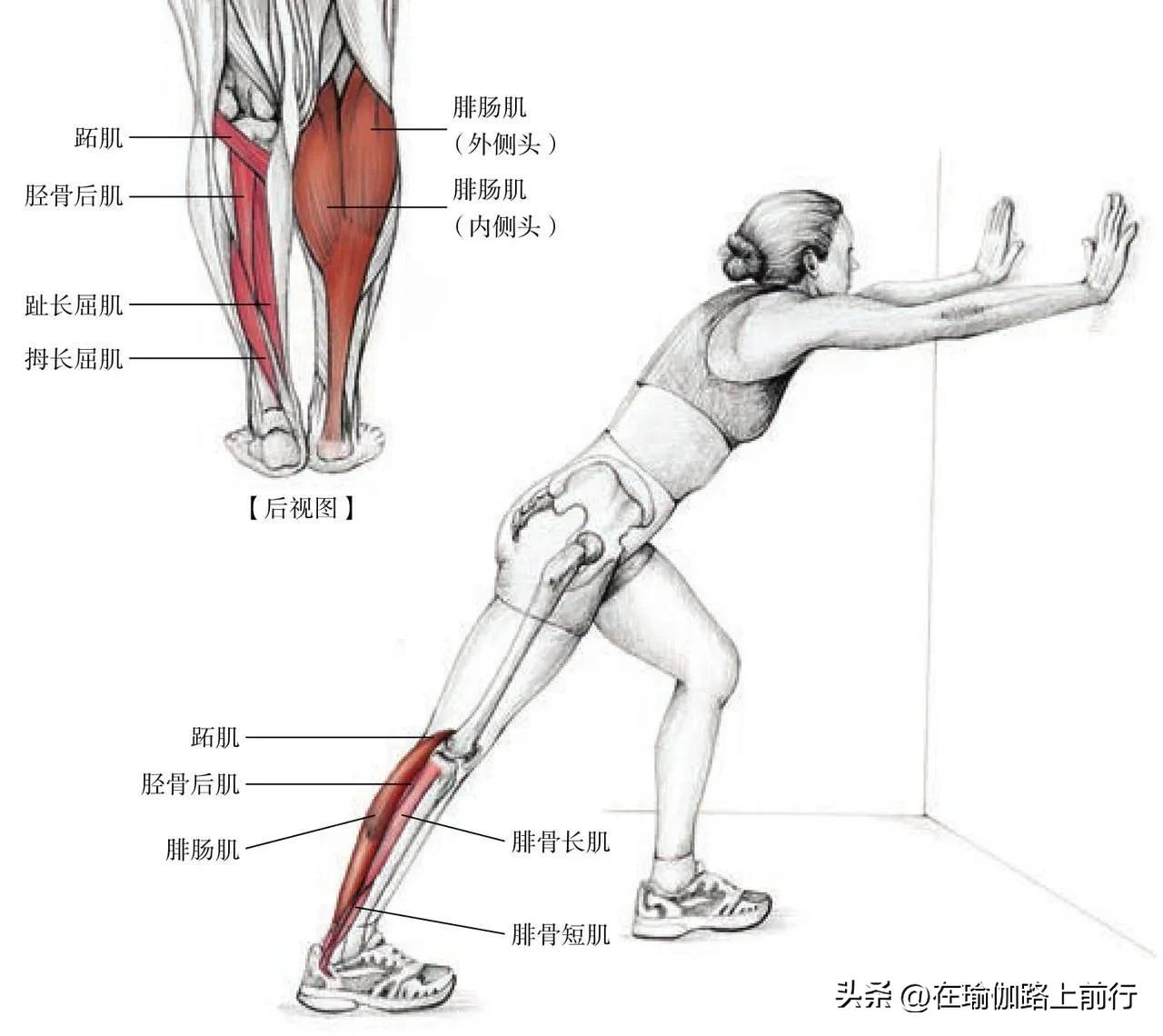拉伸小腿肌肉真的能瘦小腿吗,拉伸小腿肌肉有灼热刺痛感