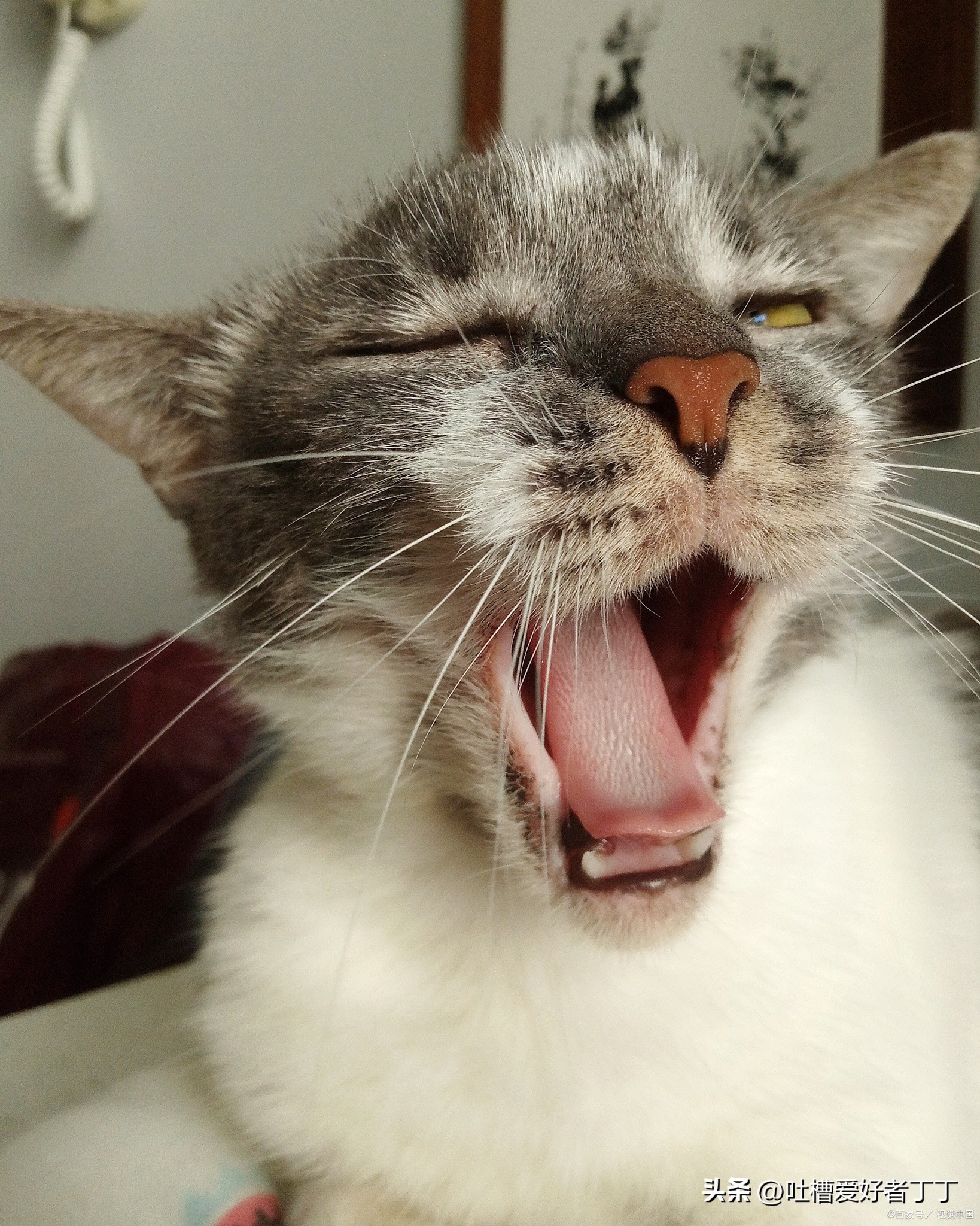 猫咪打喷嚏喷出血,小猫打喷嚏出血怎么回事