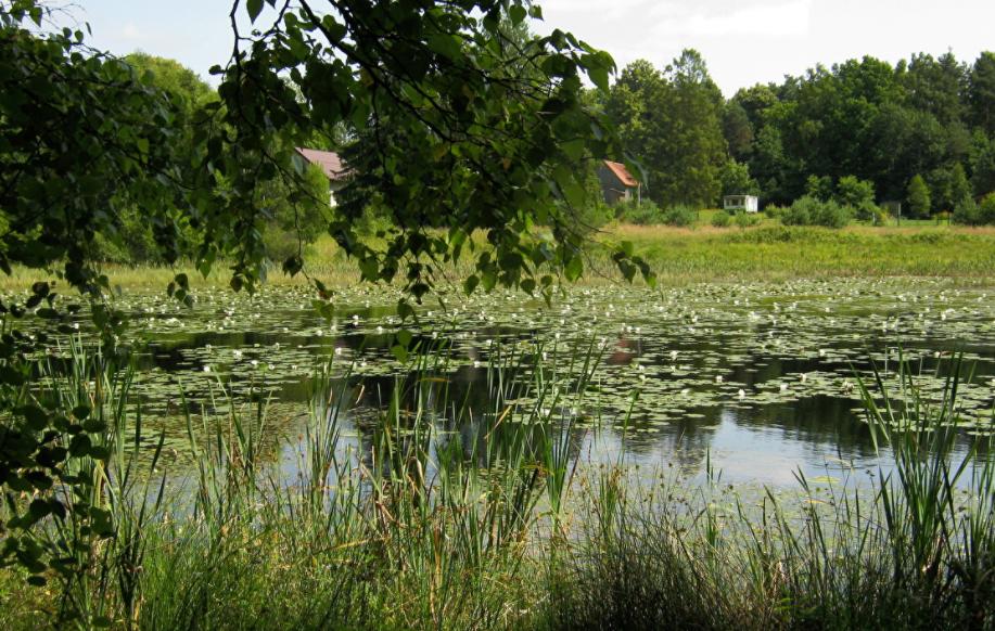池塘荷花清凉宜人,清凉的池塘