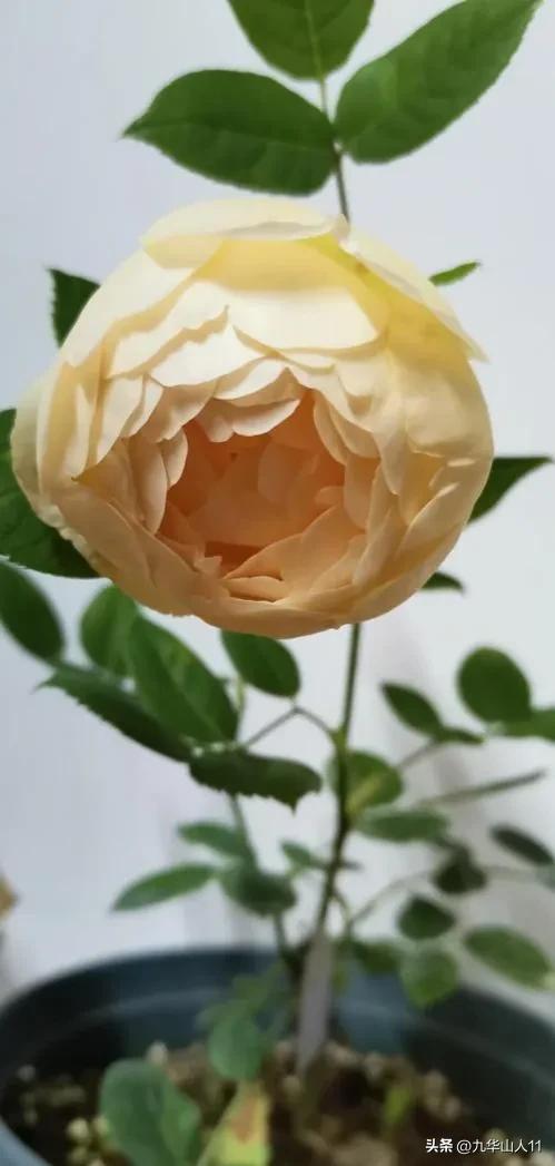 最耐寒的藤本月季哪个品种好 (藤本月季及主要品种详细介绍图解)