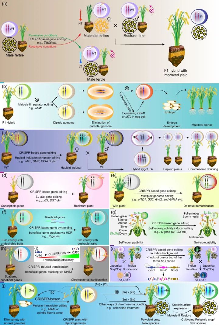 5g研发的过程,5g种植