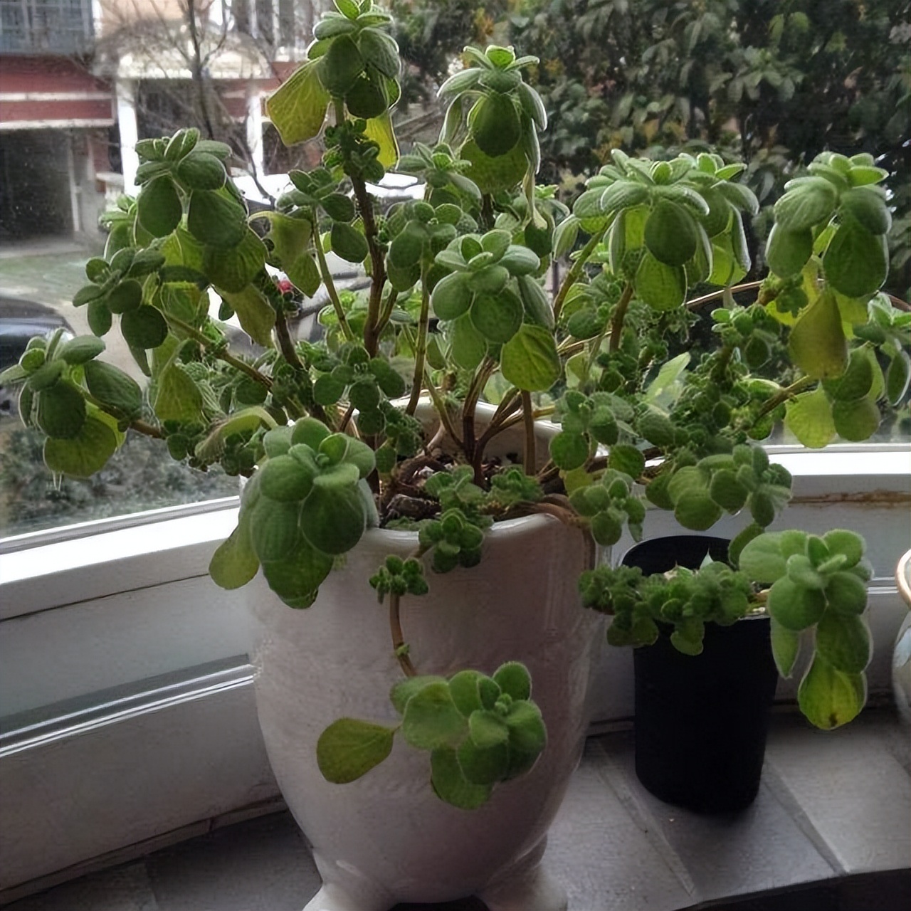 卫生间除异味最好的花,能养在卫生间去异味的花