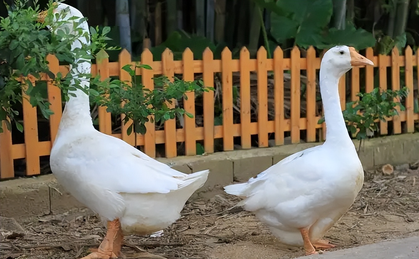 鹅下软壳蛋有什么功效,鹅软壳蛋补什么