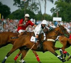 真正polo标志,真polo和假polo的图案