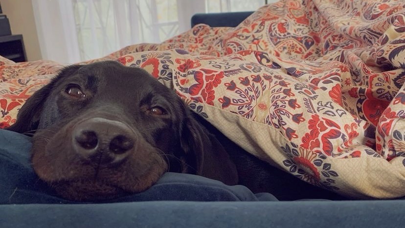 狗狗身上结痂流脓怎么处理,狗狗身上结痂有皮屑怎么治疗