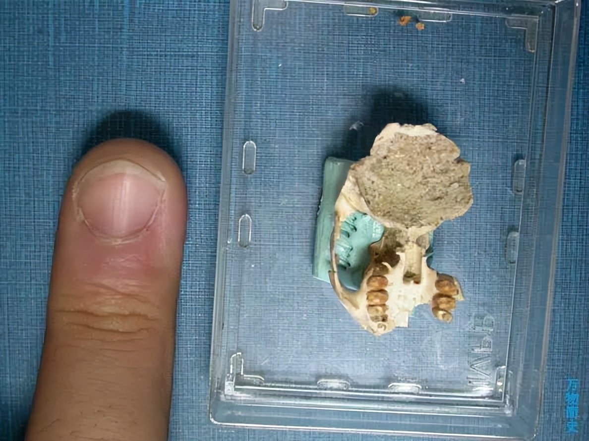 那年那兔那些年的故事,那年那兔那些事儿百年风云