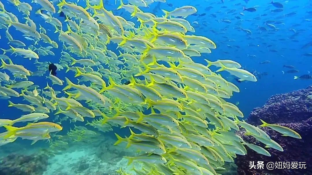 这几部口碑爆棚的宝藏纪录片,国庆孩子必看的8部神级纪录片