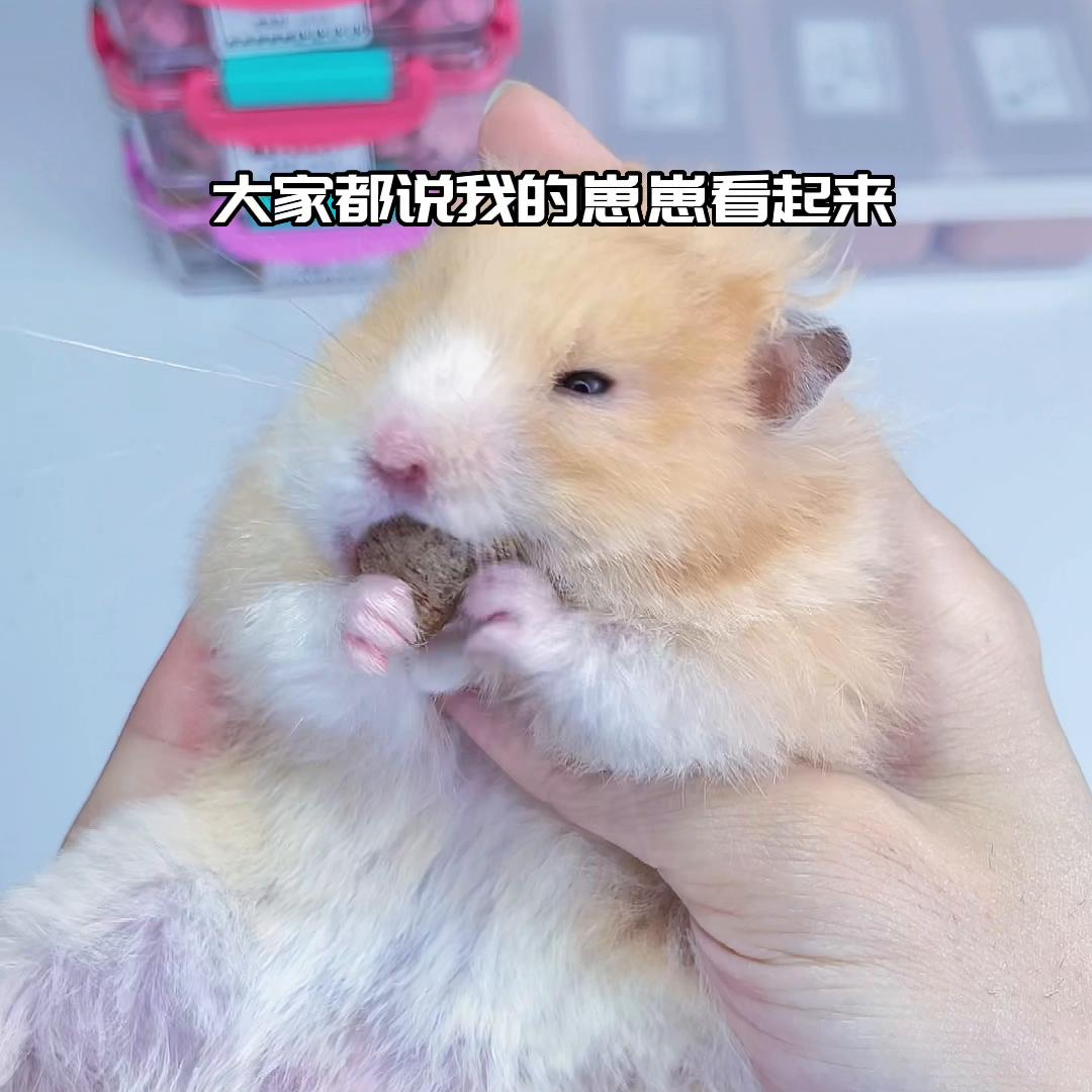 沉浸式打包仓鼠用品手工,沉浸式分装仓鼠零食收纳