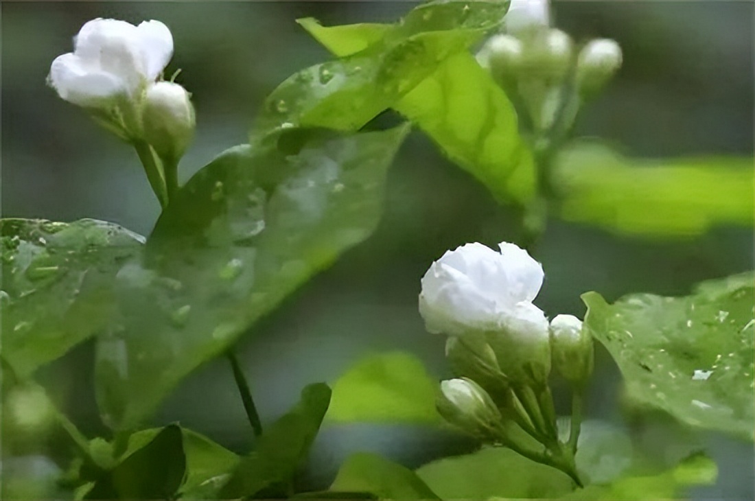 浇水的正确方法和技巧视频,浇水的技巧绝对是个重要的环节