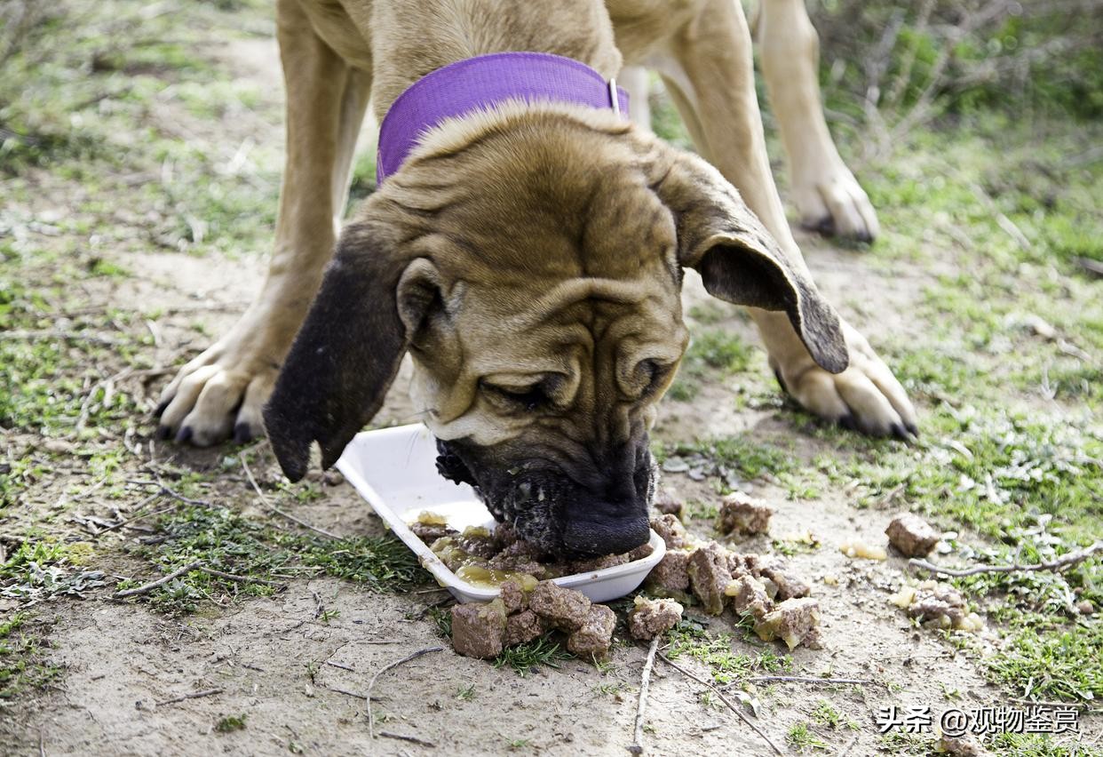 狗狗吃便便会出什么问题,狗狗会吃垃圾怎么办