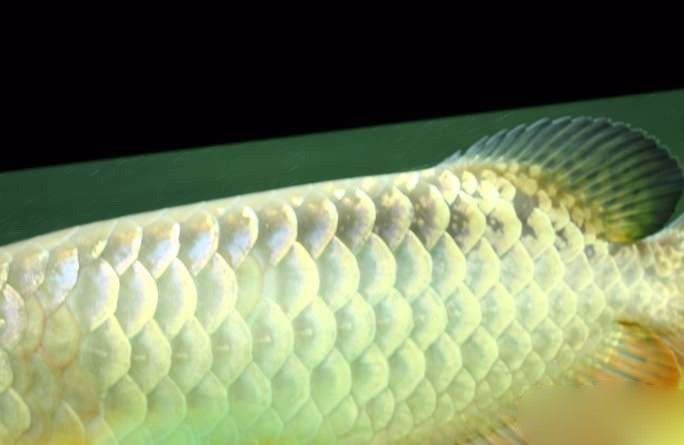 超极品蓝底过背被养成3流街货，最终死亡……