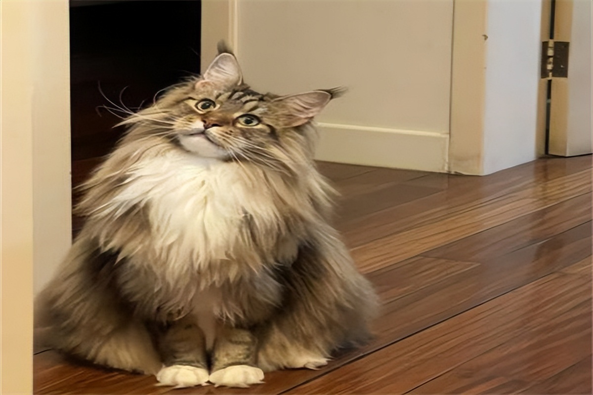 缅因猫兽多少钱一只,大型缅因猫价格多少钱一只