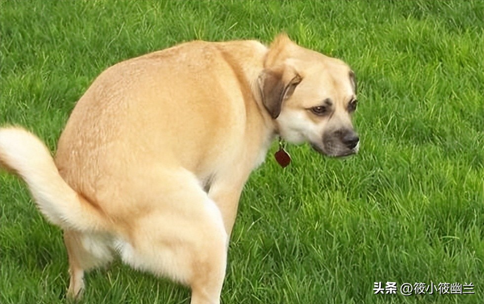 狗狗出了笼子就随地大小便,狗狗经常在屋里撒尿咋办