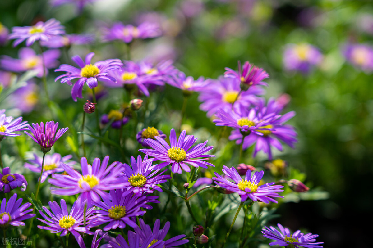 三八妇女节送什么鲜花最好,三八女神节免费送花