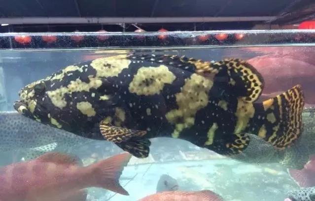 鱼类食材大全名称图片,鱼类菜谱大全100种