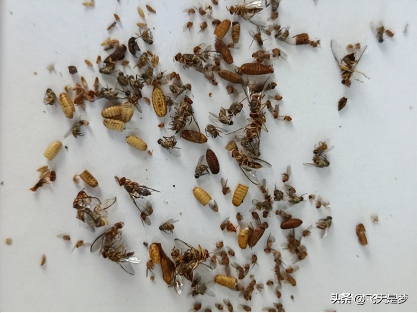 你的柑园布防果蝇未？