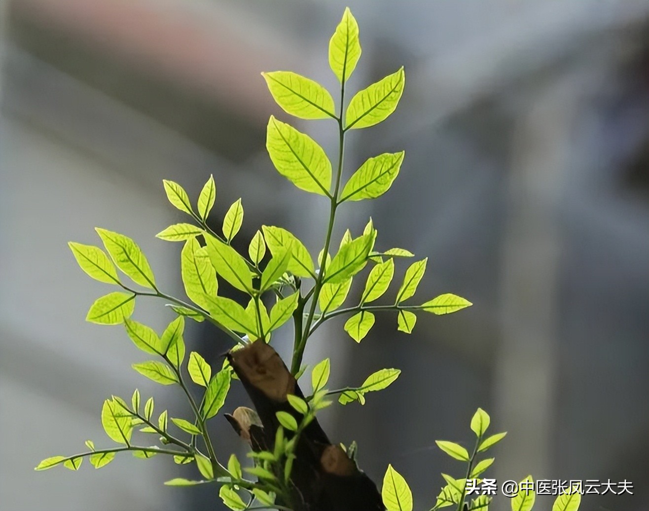 经常生气会导致肝郁而肝主藏血,肝郁气滞引发肝风内动