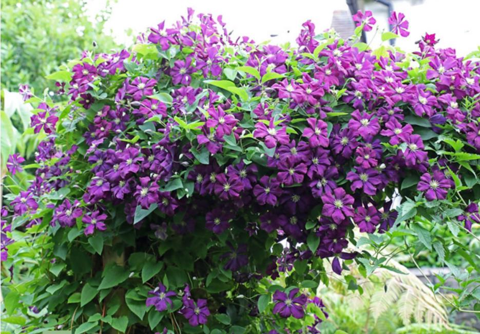 铁线莲春天从根部发芽,春天铁线莲管理方法