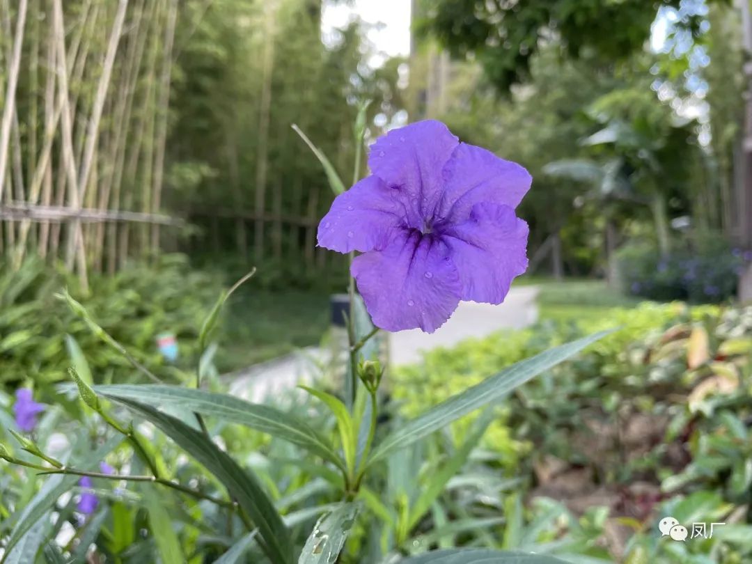 容桂东部：凤凰湾入秋了（多图）