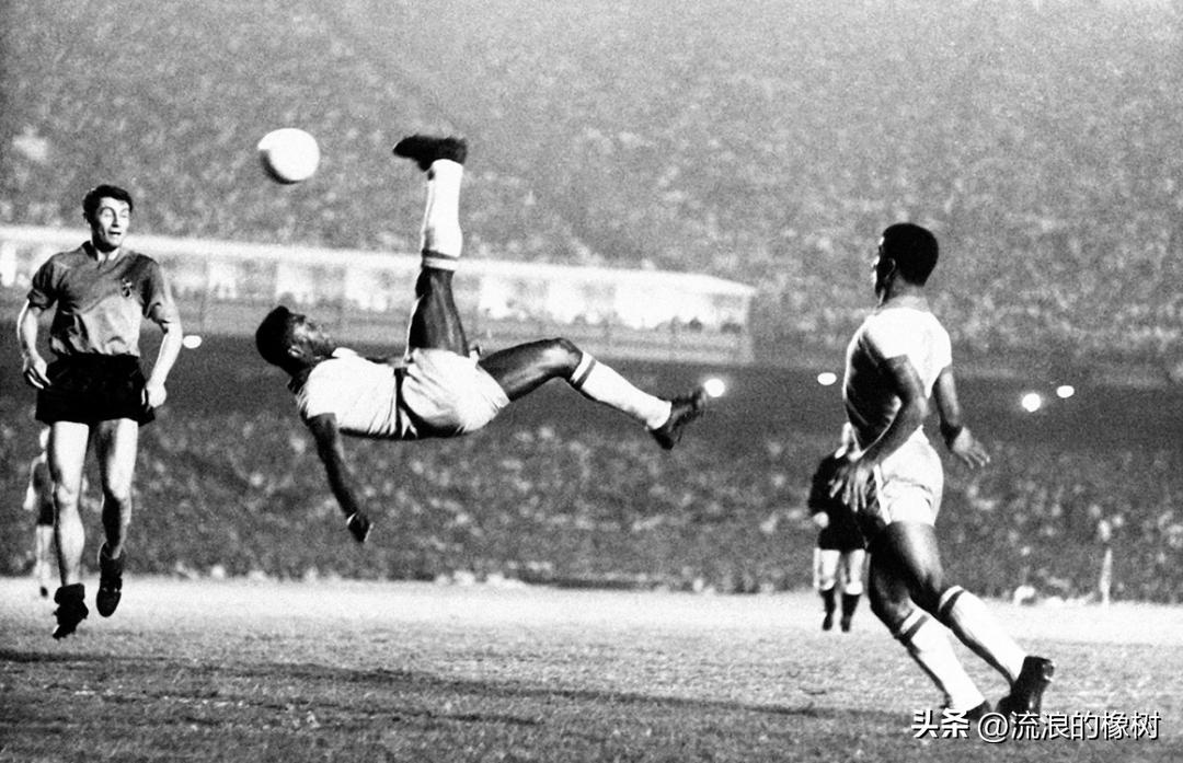 橡树|贝利，我们的足球的“暗号”