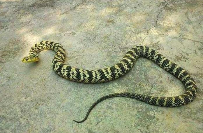 在野外遇到毒蛇怎么办,在野外遇到蟒蛇该怎么办