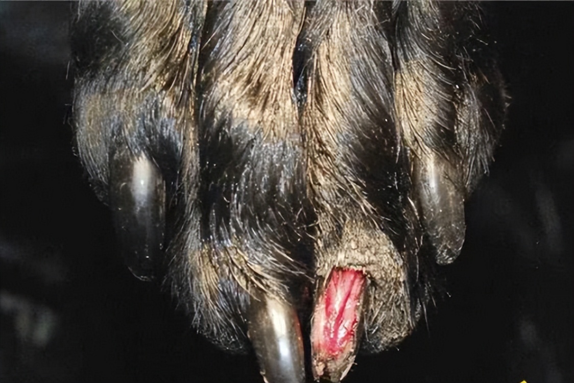 狗狗断甲麻醉,狗被剔趾甲