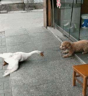 泰迪不听话怎么养,泰迪的十大不养的原因