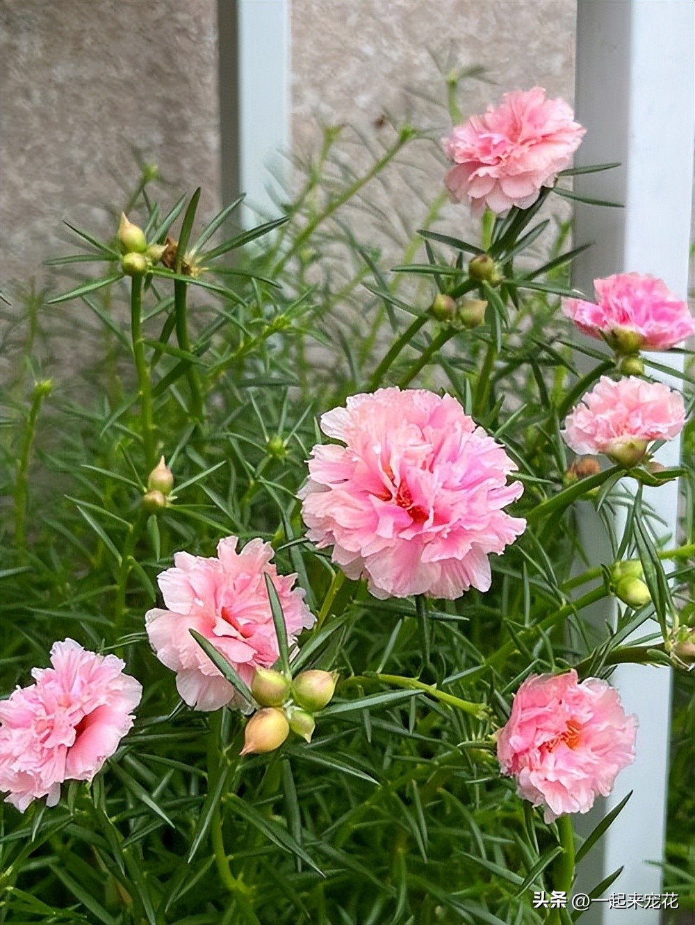 4种花好养易活开花漂亮,6种非常漂亮的花好养易活