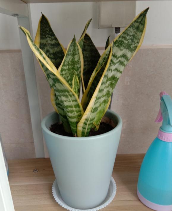 给花草换盆打理花草,给花卉换盆的四点注意事项是什么