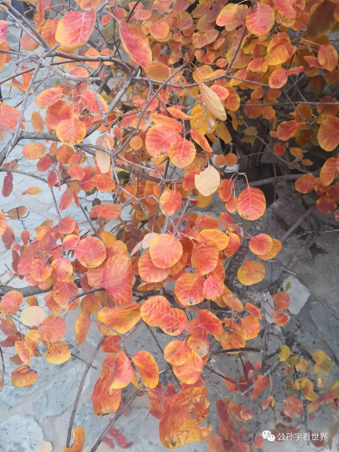 北京的香山上,北京的香山海拔多少米