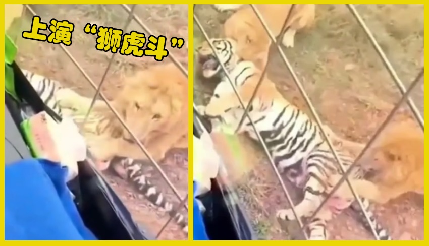 三打一老虎打狮子,狮虎大战老虎被英国人放冷枪
