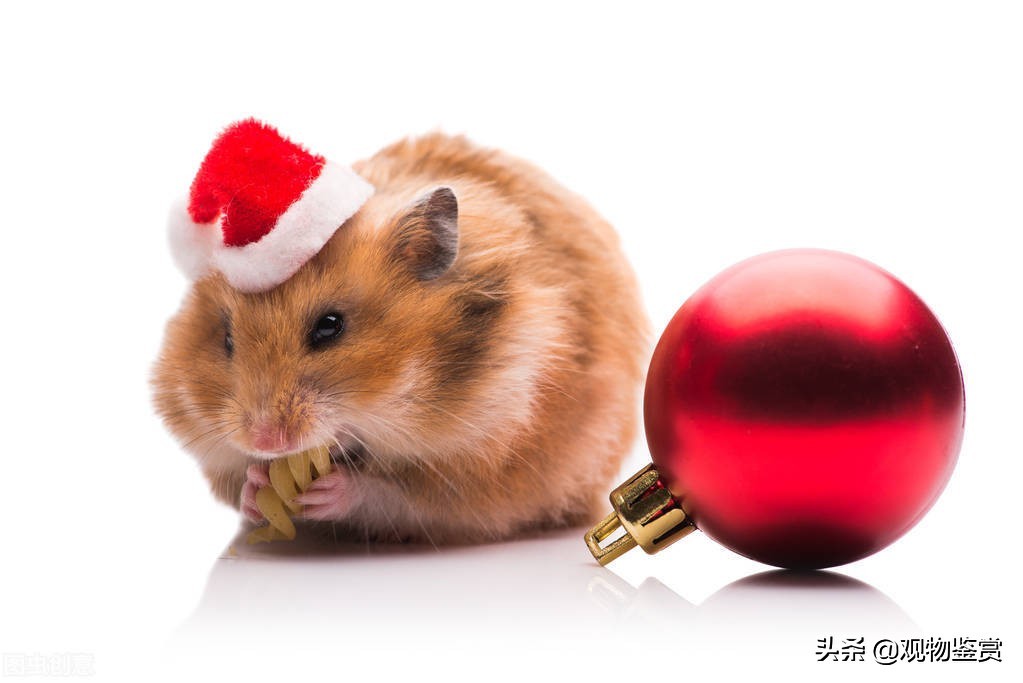 仓鼠咬主人有什么症状,仓鼠咬主人的手是什么预兆