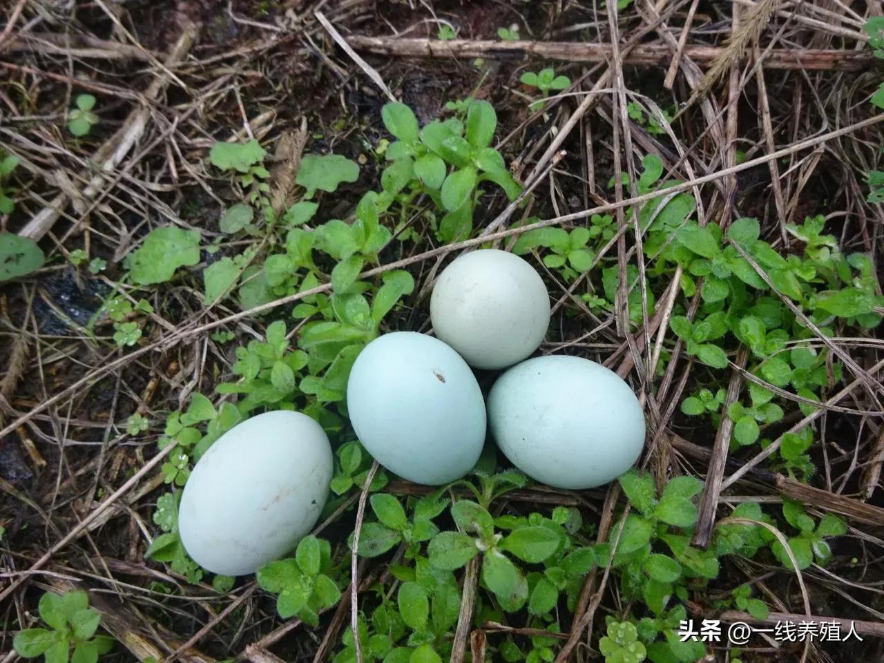 土鸡蛋如何分辨好的和坏的,关于土鸡蛋这些消费误区你知道吗