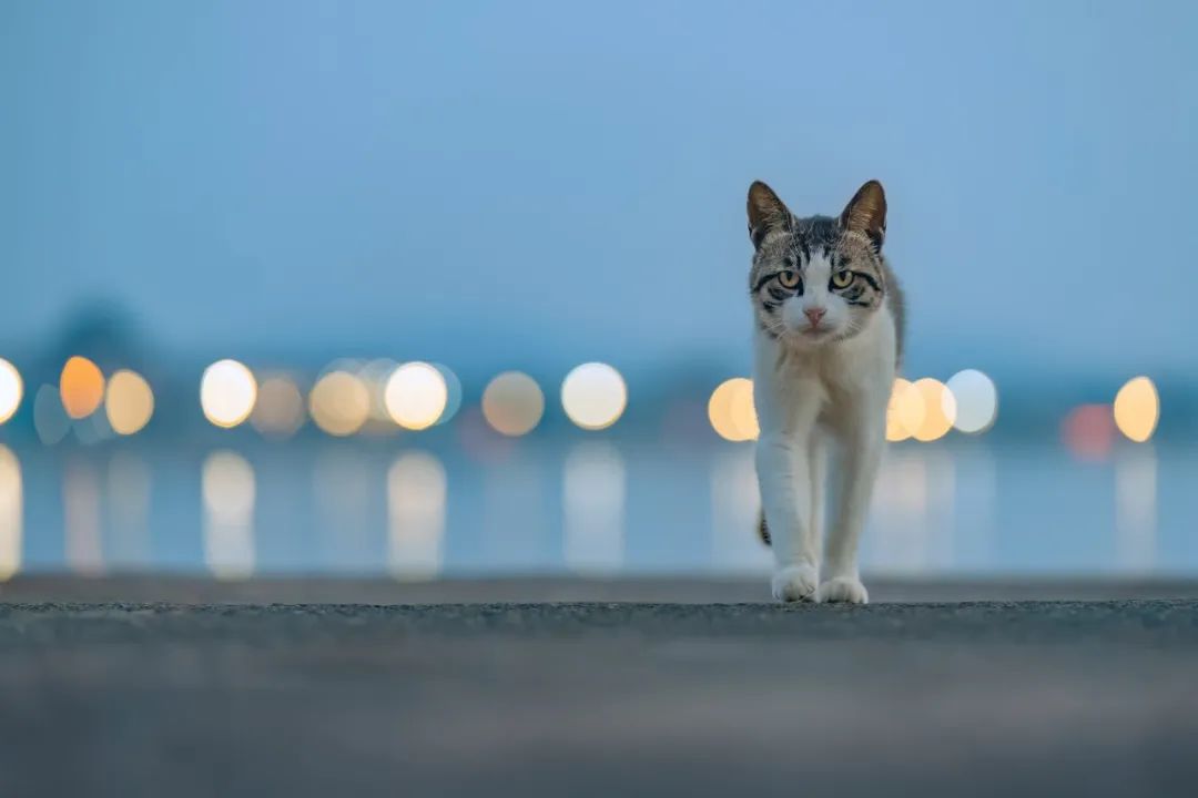 八仙过海各显神通鼠来宝,八仙过海狸猫