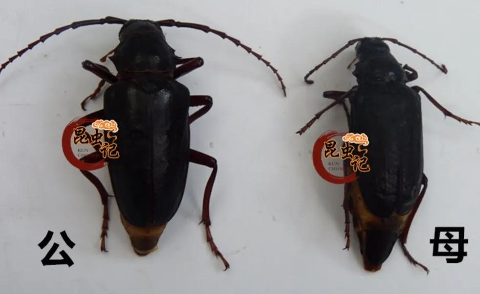 山春牛特点,山春牛照片