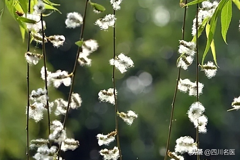 成都大街小巷最新消息,现在疫情下的成都大街