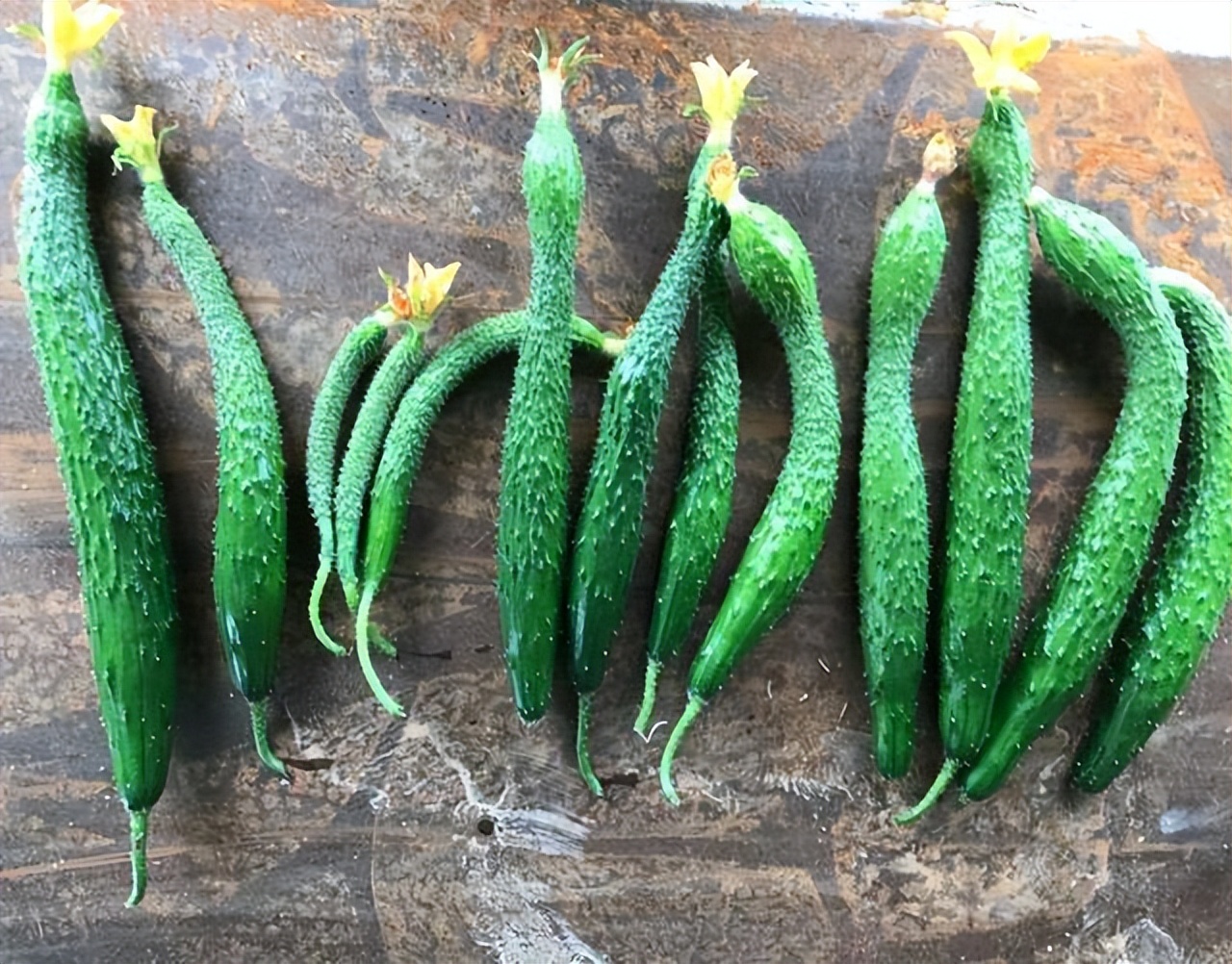 种黄瓜要掐尖打顶吗,大棚种黄瓜长弯有效解决方法