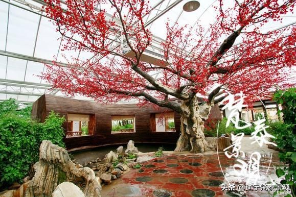 宜兴竹海风景区竹子有多少,宜兴竹海风景区介绍视频