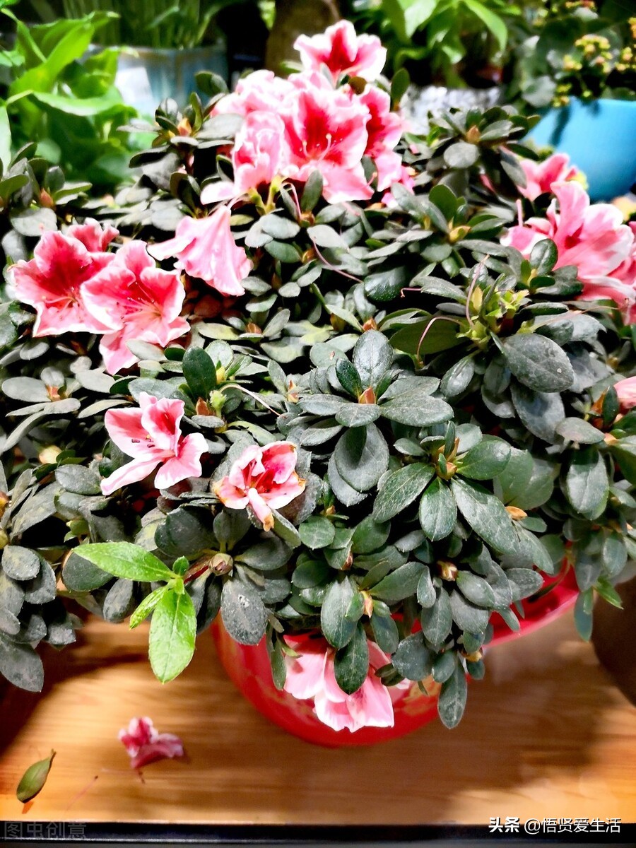 适合室内养耐阴的小型观赏花,好养的喜阴花有哪些室内