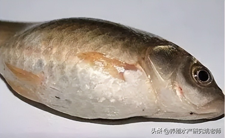 鱼治好绦虫以后会都拉出来吗,鱼得了寄生虫怎么治疗