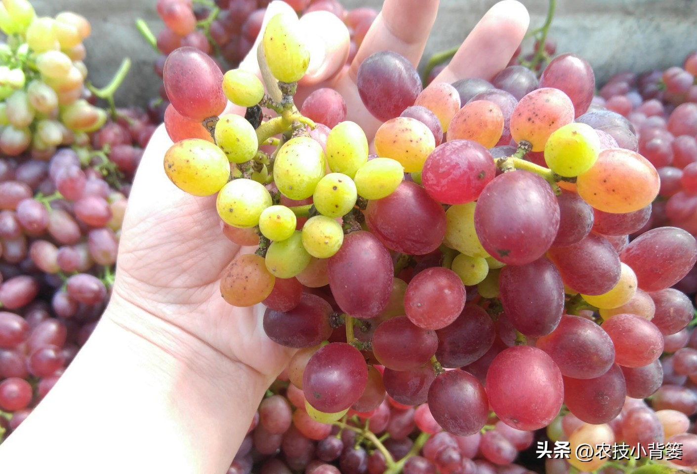 提高葡萄多次结果的两个有效方法,葡萄大小粒防治方法和补救措施