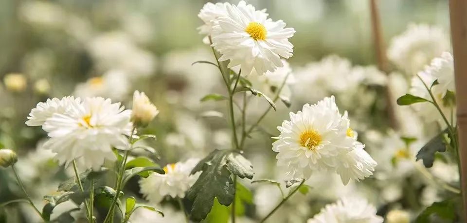 草际风来作药香寻找中国好营养